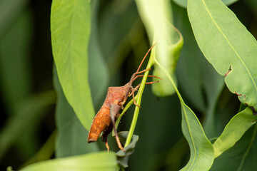The Eucalyptus Tip-wilter Bug is a common insect found in Australia, particularly in areas with eucalyptus trees.