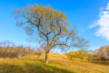 Yellow tree in autumn. Beautiful grassland pasture nature landscape in Inner Mongolia, China.