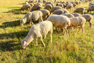 Sheeps grazing in meadow. Beautiful grassland pasture scenery in autumn.