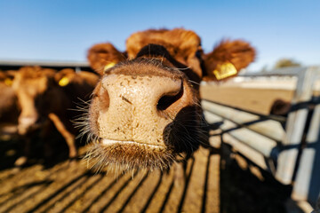 Close up of cow's snout at cow's farm.