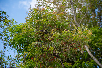 wild squirrel tree in the forest