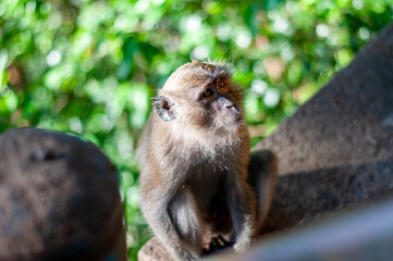 monkey in the forest krabi thailand