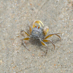 crab on the sea beach