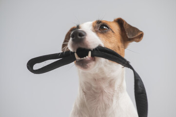 Portrait of a Jack Russell Terrier dog holding a leash on a white background. 