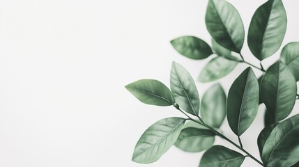Fototapeta premium A flat lay arrangement of tropical leaves on a white background. 
