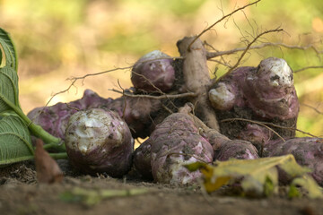 Freshly harvested Jerusalem artichokes in organic garden