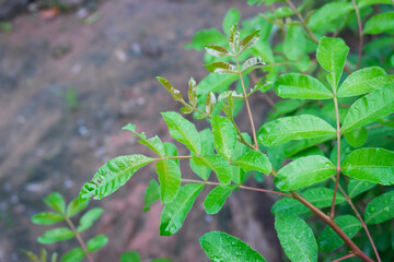 Green Leaves of Brazilian Pepper Tree