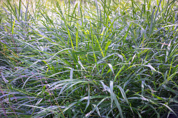 Green Leaves of Arundinaria pusilia