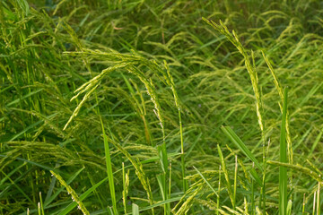 Jasmine Rice Thailand