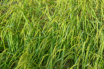 Jasmine Rice Thailand