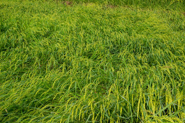 Jasmine Rice Thailand