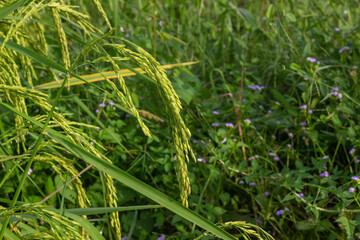 Jasmine Rice Thailand