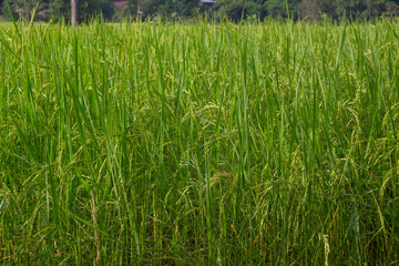 Jasmine Rice Thailand