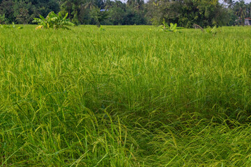 Jasmine Rice Thailand