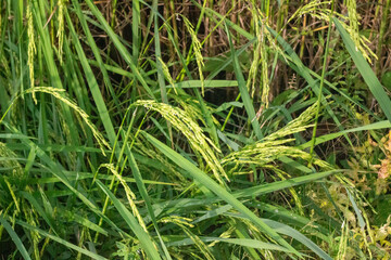 Jasmine Rice Thailand