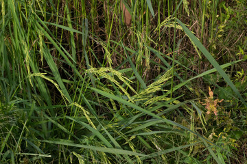 Jasmine Rice Thailand