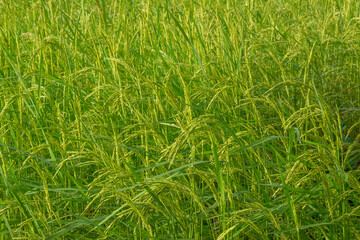 Jasmine Rice Thailand