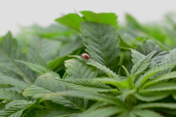 ladybug on green leaf of cannabis
