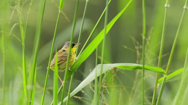 video of a little bird on a grass lawn
