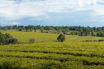 Tea Plantation Landscape in Argentina