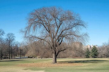 Obraz premium A solitary tree stands in a park under a clear blue sky, surrounded by bare branches and grass.