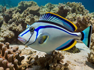 Picasso trigger fish in coral reef
