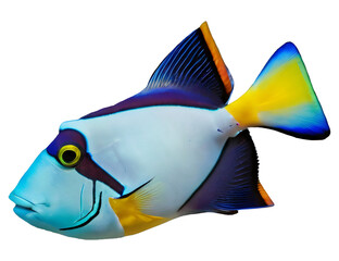 Picasso trigger fish art