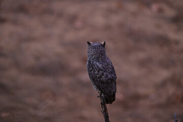 Great-horned Owl perched on a dead wood pole