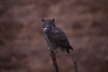 Great-horned Owl perched on a dead wood pole