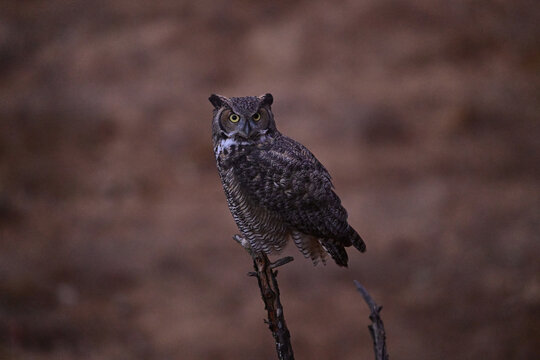 Great-horned Owl perched on a dead wood pole