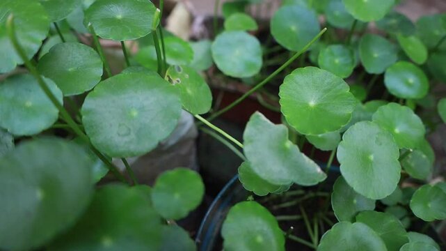 Centella asiatica, Gotu is an annual herbaceous plant that grows creeping and also flowers all year round. ...