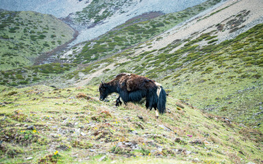 brown Yak grazing in the mountains, Gorkha, Nepal.