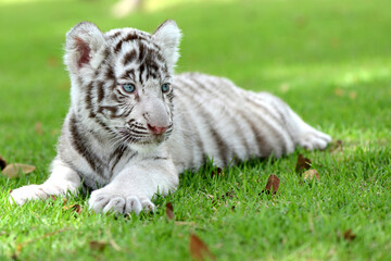 white tiger cub