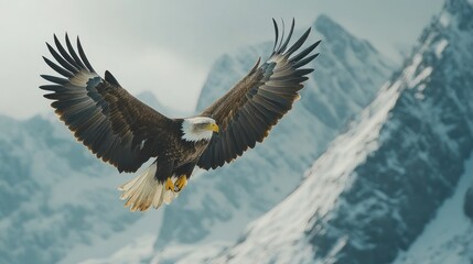 Fototapeta premium A majestic bald eagle soars through the air with its wings outstretched, against a backdrop of snow-capped mountains.