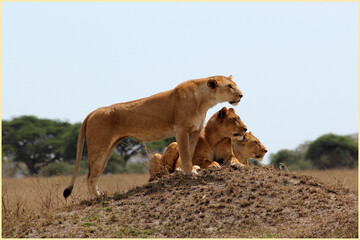 lion and lioness