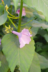 Ipomoea carnea, Ipomoea carnea, the pink morning glory is a species of morning glory that grows as a bush, A close view of Ipomoea carnea flower in nature, Chakwal, Punjab, Pakistan