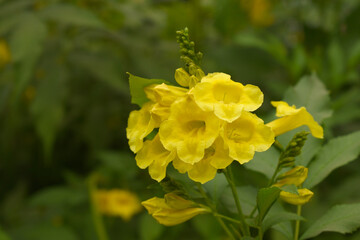 Yellow trumpetbush (Tecoma stans) Called Yellow bell or Yellow Elder Flower, trumpet flower, Beautiful bunch of yellow flowers closeup with green leaves Background, tecoma stans