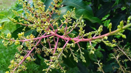 Mango Flowers on Tree Branches In Fruiting Season