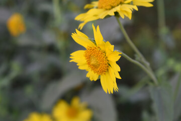 Golden Crownbeard (Also called Golden Crownbeard, Copen Daisy, golden crown beard) in the nature, Golden Crownbeard Flower closeup,Beautiful yellow flower closseup in nature Chakwal, Punjab, Pakistan