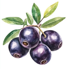 Olallieberry fruit watercolor clipart illustration