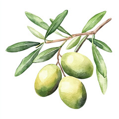 Olive fruit watercolor clipart illustration
