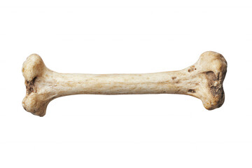 Dog bone, white isolate background