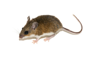 White-footed mouse (Peromyscus leucopus), deer mouse on white background