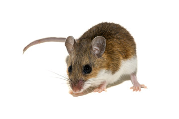 White-footed mouse (Peromyscus leucopus), deer mouse on white background