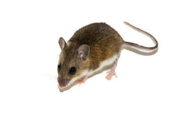 White-footed mouse (Peromyscus leucopus), deer mouse on white background