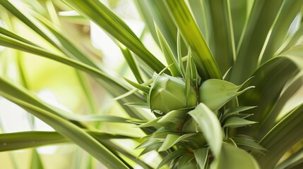 Obraz premium Yucca Plant - a striking and resilient succulent. The yucca showcases its unique form and vibrant green leaves, adding a touch of nature to any space.
