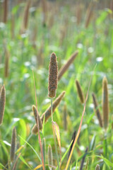 Beautiful closeup pearl millet crop field in rural area. Ripping millet crop field, Bajra crop field, Closeup view of Pearl millet plant. cultivation pearls millet fields for birds seed, Pakistan