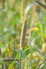 Beautiful closeup pearl millet crop field in rural area. Ripping millet crop field, Bajra crop field, Closeup view of Pearl millet plant. cultivation pearls millet fields for birds seed, Pakistan