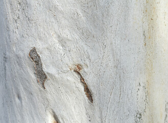 Eucalyptus tree bark texture, Bark of eucalyptus tree, seamless texture, a eucalyptus tree bark texture background image