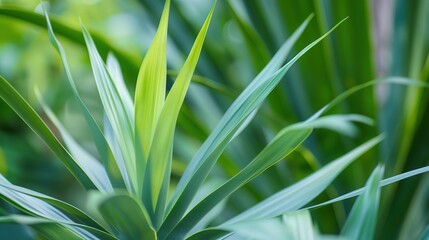 Obraz premium Yucca Plant - a striking and resilient succulent. The yucca showcases its unique form and vibrant green leaves, adding a touch of nature to any space.